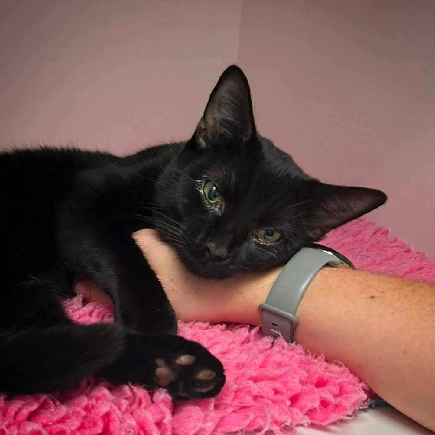Zeus is registered to the contest to win money with this photo: animal, black_cat, cat, close_up, companion, cozy, cute, domestic_animal, feline, fluffy_blanket, hand, indoor, paw, pet, pink_blanket, relaxing, resting, sleepy, soft_texture, wristwatch