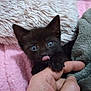 Zeus is registered to the contest to win money with this photo: kitten, black_cat, blue_eyes, paw, human_hand, blanket, cozy, soft_texture, pink_blanket, gray_blanket, cute, pet, animal, indoor, playful, nibbling, close_up, furry, tiny, young_cat