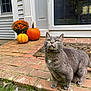 animal, autumn, brick_porch, cat, curious, door, fall, flower_pot, grass, gray_cat, green_eyes, home, orange_flowers, orange_pumpkin, outdoor, pet, pumpkin, welcome_mat, whiskers, yellow_pumpkin