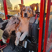 Charli a rejoint le concours — aidez-le/la à gagner de superbes lots ! dog, animal, merle_coat, sunset, vehicle_cabin, red_vehicle, window, outdoor, nature, control_lever, seat, fur, paw, ear, tail, glowing_light, machinery, relaxed, pet, farm