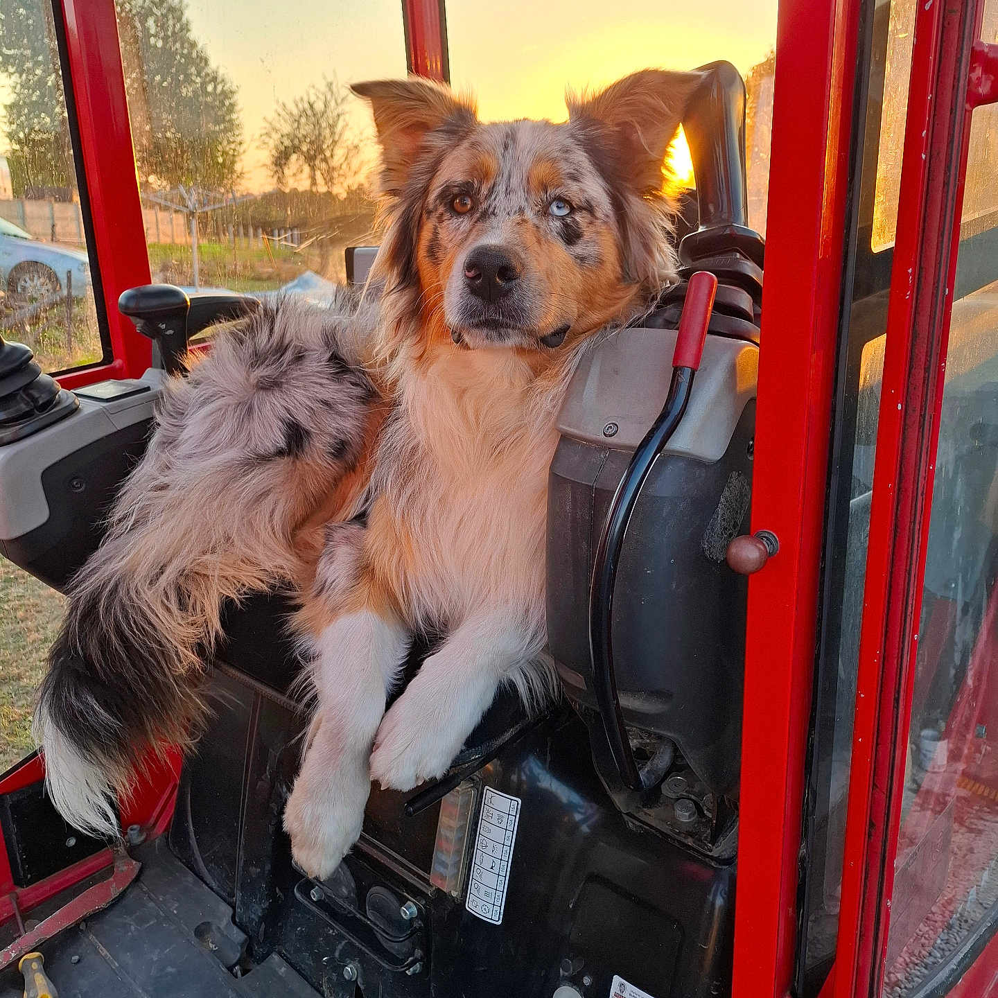Charli a rejoint le concours — aidez-le/la à gagner de superbes lots ! dog, animal, merle_coat, sunset, vehicle_cabin, red_vehicle, window, outdoor, nature, control_lever, seat, fur, paw, ear, tail, glowing_light, machinery, relaxed, pet, farm