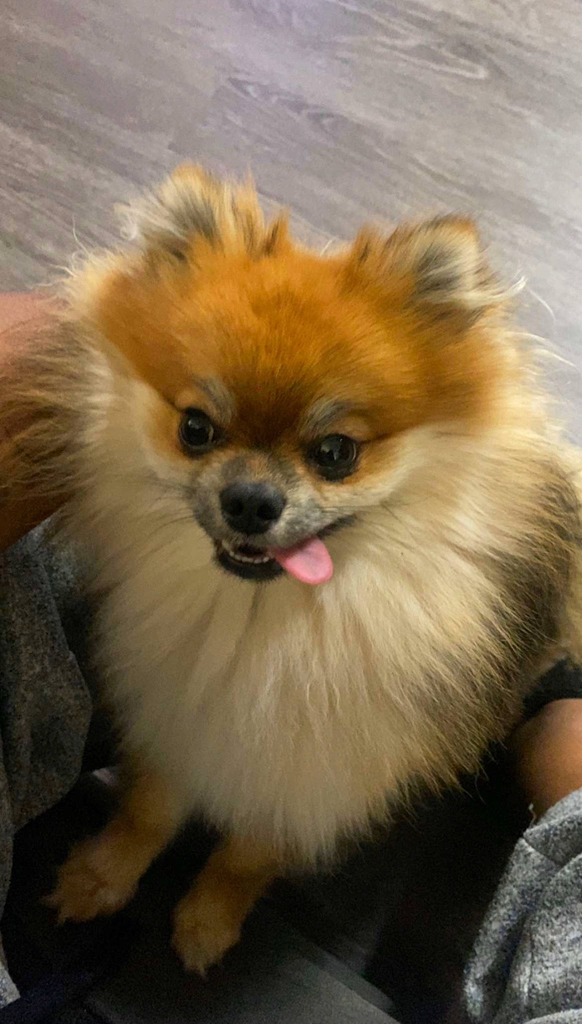 Gaston is registered to the contest to win money with this photo: ancient_dog_breeds, canidae, carnivore, companion_dog, dog, dog_breed, fawn, fur, german_spitz, german_spitz_klein, german_spitz_mittel, liver, non_sporting_group, snout, spitz, sporting_group, toy_dog, volpino_italiano, whiskers, working_animal