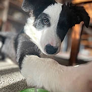 Ginko a rejoint le concours — aidez-le/la à gagner de superbes lots ! dog, puppy, black_and_white, paw, green_ball, carpet, indoor, close_up, cute, pet, animal, fur, playing, focus, blurry_background, home, relaxed, floor, expression, portrait