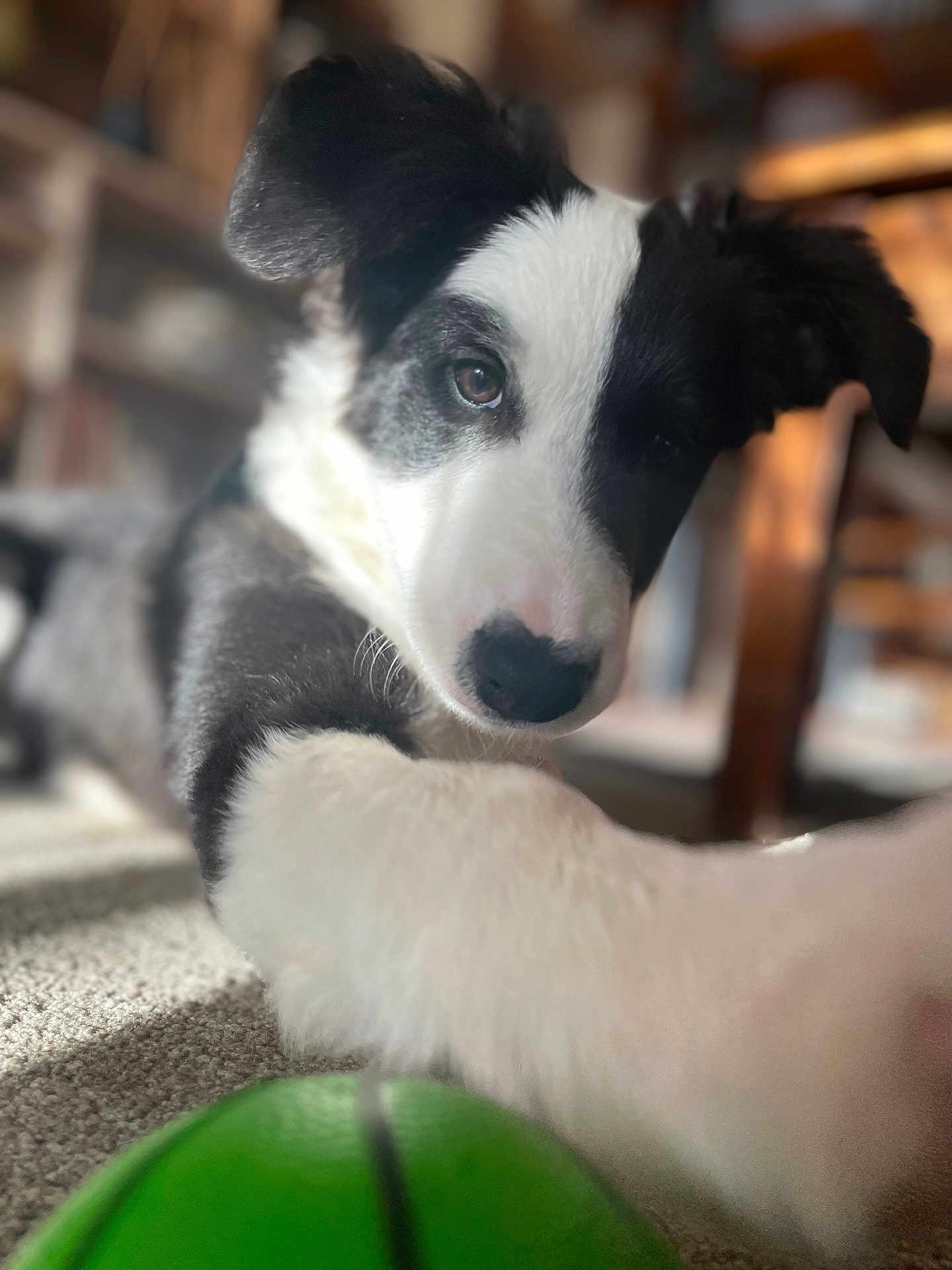Ginko a rejoint le concours — aidez-le/la à gagner de superbes lots ! dog, puppy, black_and_white, paw, green_ball, carpet, indoor, close_up, cute, pet, animal, fur, playing, focus, blurry_background, home, relaxed, floor, expression, portrait