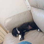 Moka participe au concours pour gagner de l'argent avec cette photo : animal, black_and_white, couch, cozy, cute, dog, fur, furniture, home, indoor, leather, lying_down, pajamas, paw, pet, puppy, relaxed, resting, sleeping, small