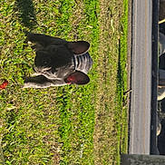 Nana is registered to the contest to win money with this photo: adorable, animal, canine, concrete_post, cute, daylight, dog, ears, french_bulldog, grass, greenery, lying_down, nature, outdoor, park, pet, puppy, road, small_dog, sunlight