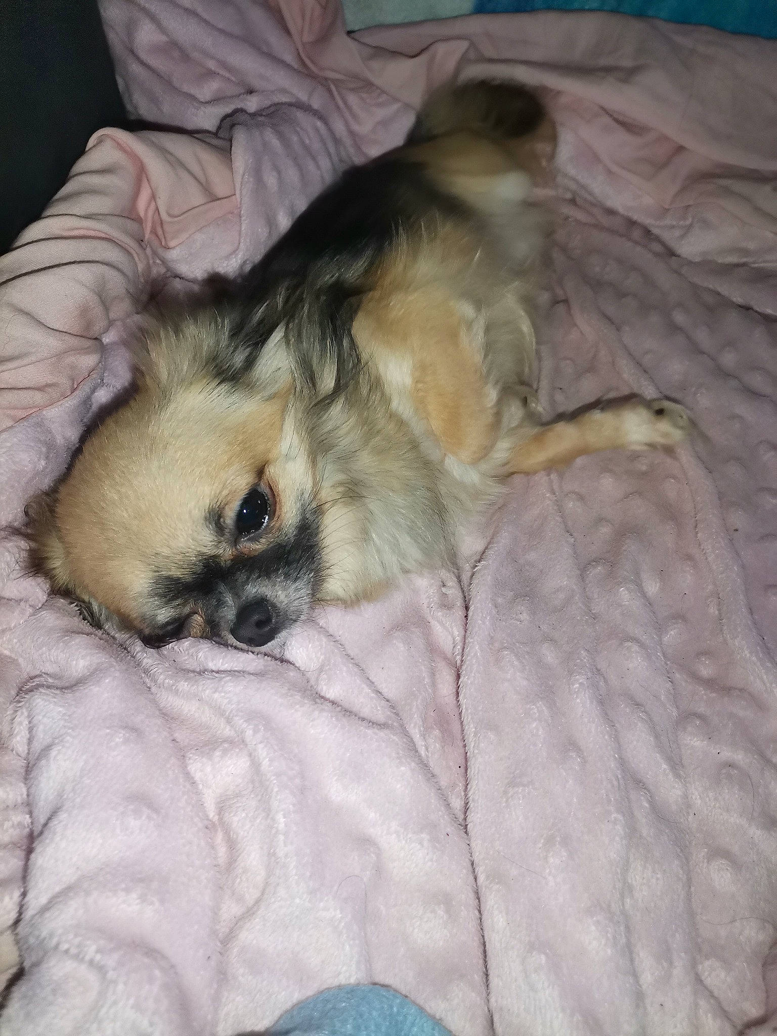 Shanna a rejoint le concours — aidez-le/la à gagner de superbes lots ! canidae, carnivore, comfort, companion_dog, dog, dog_breed, duvet, fawn, fur, linens, liver, nap, non_sporting_group, paw, sporting_group, tibetan_spaniel, toy_dog, whiskers, working_animal