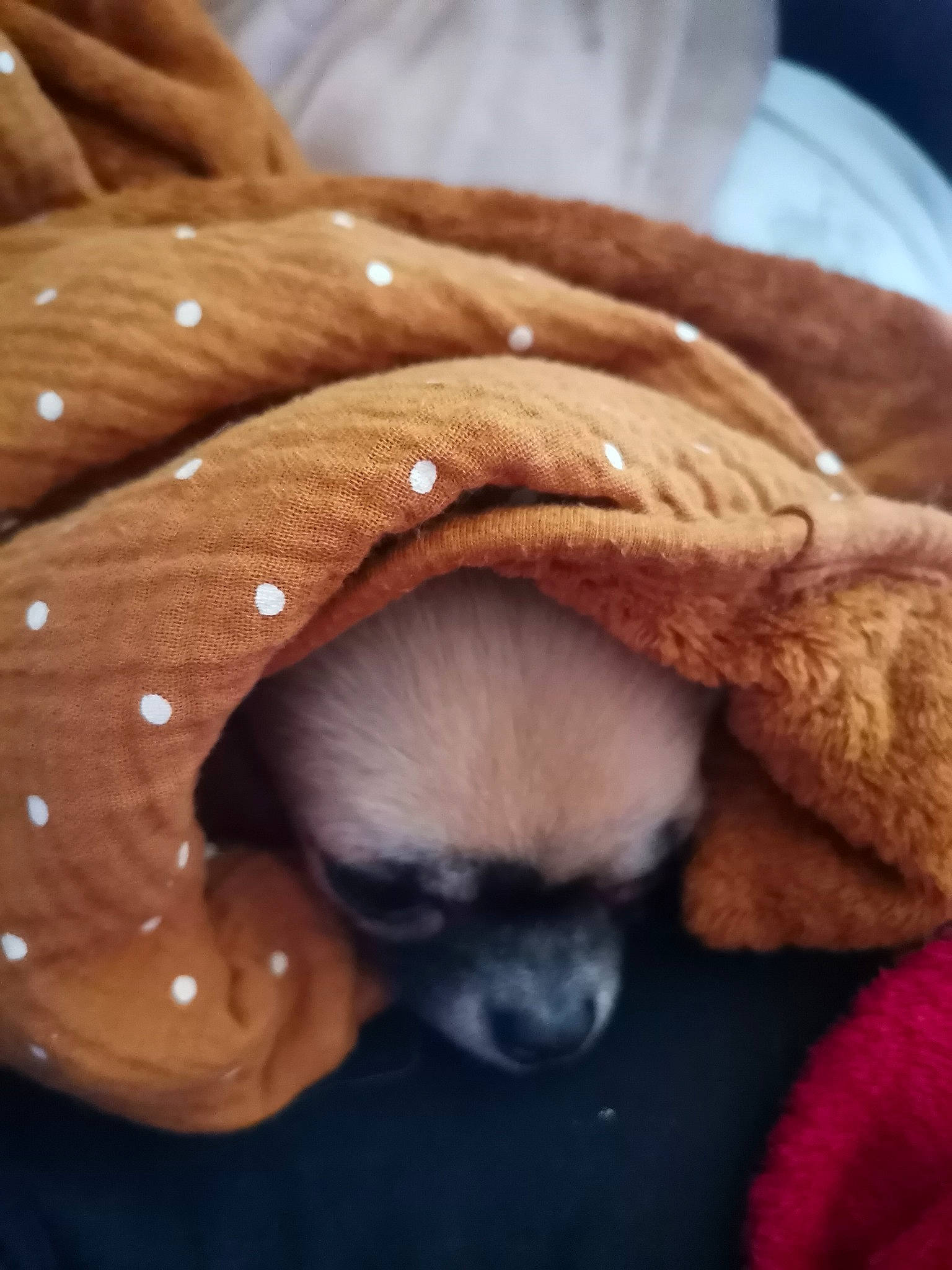 Shanna participe au concours pour gagner de l'argent avec cette photo : carnivore, close_up, comfort, companion_dog, dog, dog_breed, fawn, felidae, fur, linens, liver, paw, small_to_medium_sized_cats, snout, sporting_group, toy_dog, whiskers, wood, working_animal, wrinkle