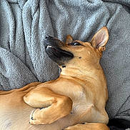 Lea is registered to the contest to win money with this photo: animal, blanket, canine, closeup, companion, cozy, cute, dog, ears, fur, indoor, lying_down, paws, pet, portrait, relaxed, resting, sleepy, tan_dog, teeth