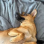 dog, tan_dog, lying_down, blanket, cozy, paws, teeth, ears, fur, pet, animal, relaxed, cute, indoor, closeup, sleepy, resting, canine, portrait, companion