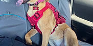 Lea is registered to the contest to win money with this photo: backpack, backseat, black_nose, canine, car_interior, collar, daylight, dog, happy, harness, kurgo, name_tag, pet, resting, seat_cover, sitting, tan_dog, tongue_out, vehicle, window