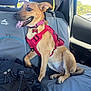 dog, canine, pet, car_interior, backseat, harness, collar, name_tag, tan_dog, black_nose, tongue_out, happy, sitting, window, daylight, seat_cover, backpack, kurgo, resting, vehicle