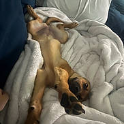 Lea is registered to the contest to win money with this photo: dog, blanket, couch, pet, paw, fur, indoor, relaxed, sleeping, cozy, brown, stretching, canine, fur_texture, comfort, home, resting, animal, domestic, soft