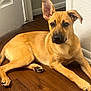 dog, tan_dog, pet, puppy, indoor, wooden_floor, ears, relaxed, alert, canine, fur, animal, domestic_animal, looking, laying_down, house, companion, cute, young_dog, one_ear_up