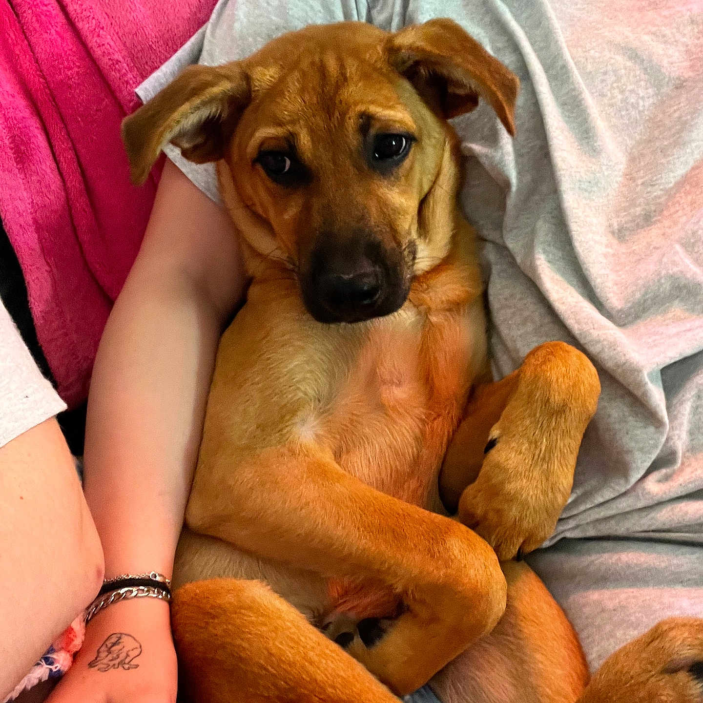 Lea joined the competition — help win amazing prizes! animal, arm, blanket, bracelet, brown_fur, comfort, cozy, cute, dog, fur, gray_shirt, hand, indoor, person, pet, pink_background, puppy, relaxed, sitting, tattoo