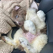 Ophelia joined the competition — help win amazing prizes! adorable, animal, blanket, blue_eyes, car_seat, companion, cozy, cute, dog, fluffy, fur, indoors, lying_down, pet, pink_belly, puppy, relaxed, seatbelt_buckle, white_paws, young