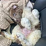 adorable, animal, blanket, blue_eyes, car_seat, companion, cozy, cute, dog, fluffy, fur, indoors, lying_down, pet, pink_belly, puppy, relaxed, seatbelt_buckle, white_paws, young