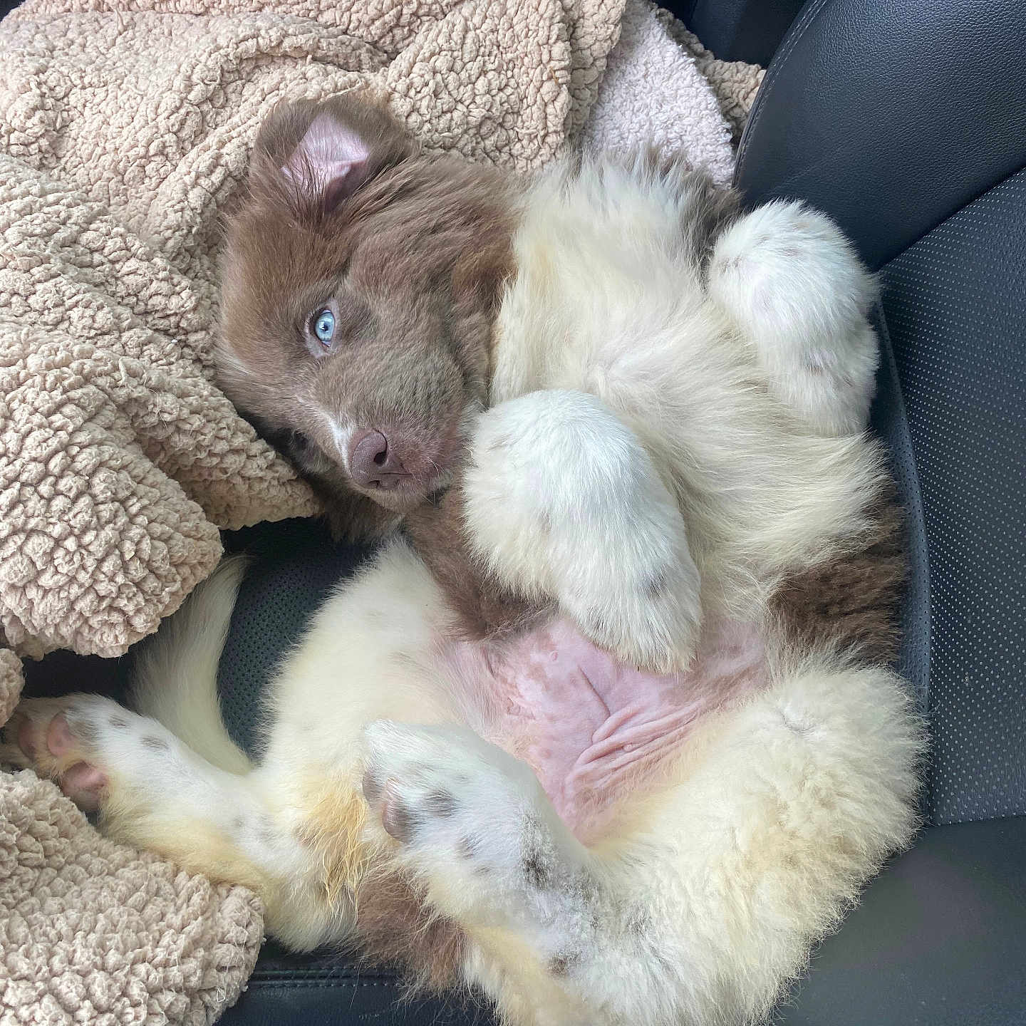 Ophelia joined the competition — help win amazing prizes! adorable, animal, blanket, blue_eyes, car_seat, companion, cozy, cute, dog, fluffy, fur, indoors, lying_down, pet, pink_belly, puppy, relaxed, seatbelt_buckle, white_paws, young