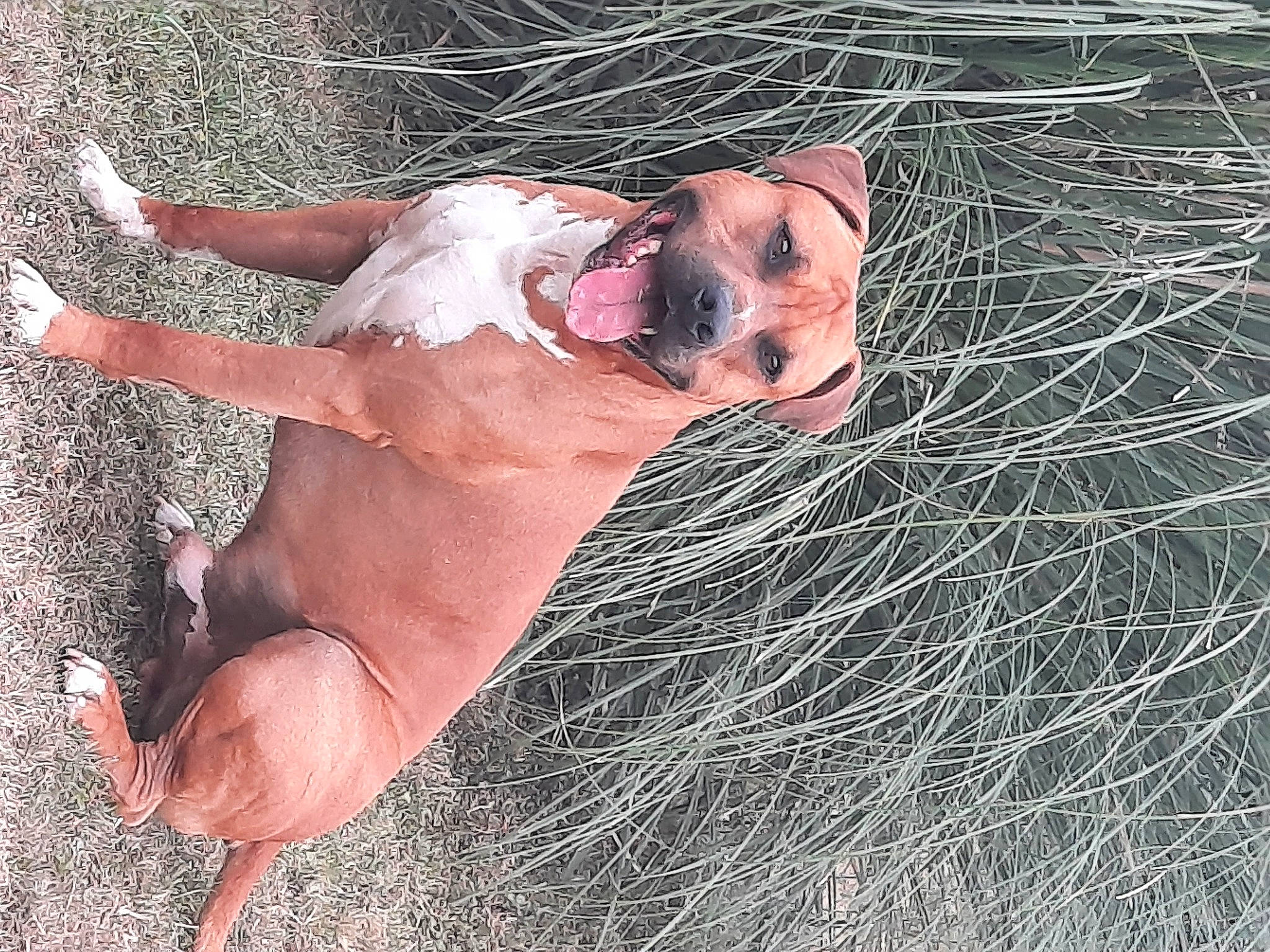 Kaizer