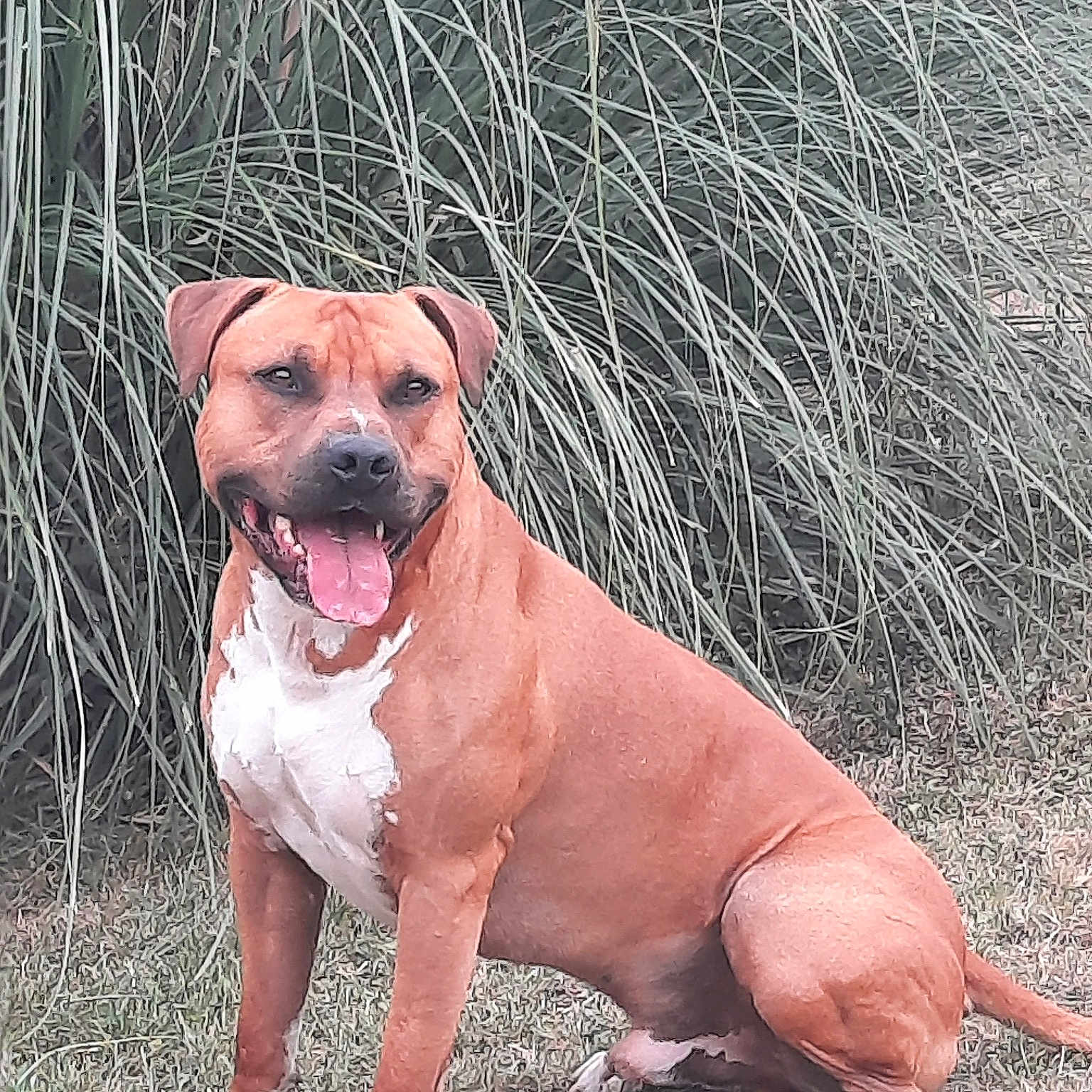 Kaizer