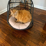 Thumper joined the competition — help win amazing prizes! animal, cat, cozy, cushion, cute, domestic_cat, feline, floor, fluffy_cat, furniture, hanging_chair, household, indoor, orange_cat, pet, relaxing, resting, wall, wicker_chair, wooden_floor