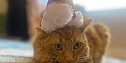 Thumper joined the competition — help win amazing prizes! animal, carpet, cat, christmas, close_up, cozy, cute, ears, feline, festive, fur, ginger_cat, holiday, indoor, pet, relaxed, resting, santa_hat, soft_light, whiskers