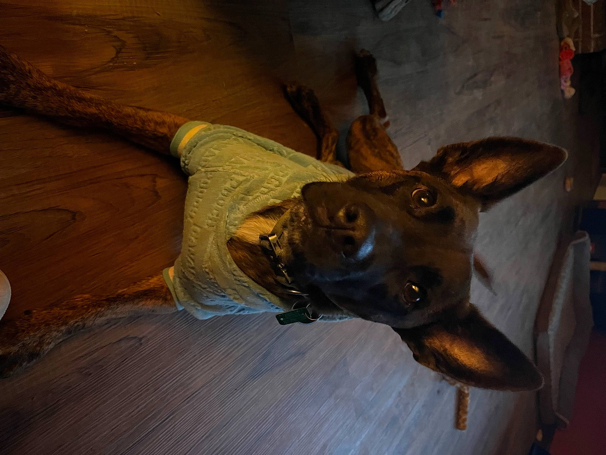 Grayson joined the competition — help win amazing prizes! art, canidae, carnivore, dog, dog_breed, ear, fawn, gesture, guard_dog, horn, jaw, liver, metal, moose, snout, sporting_group, terrestrial_animal, wildlife, wood, working_animal