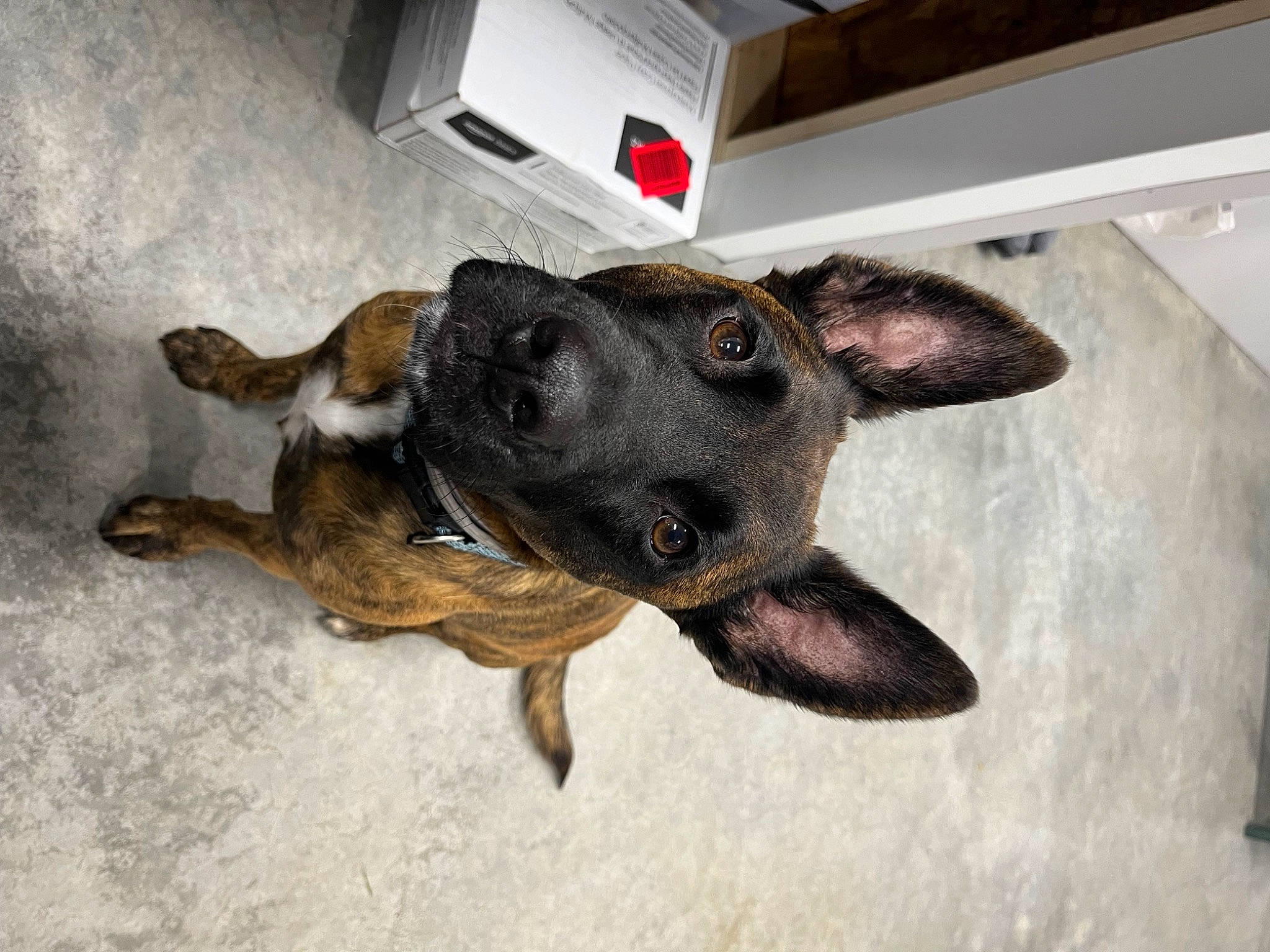 Grayson joined the competition — help win amazing prizes! canidae, carnivore, collar, companion_dog, dog, dog_breed, dog_supply, ear, flooring, guard_dog, paw, pet_supply, snout, sporting_group, tail, whiskers, working_animal, working_dog