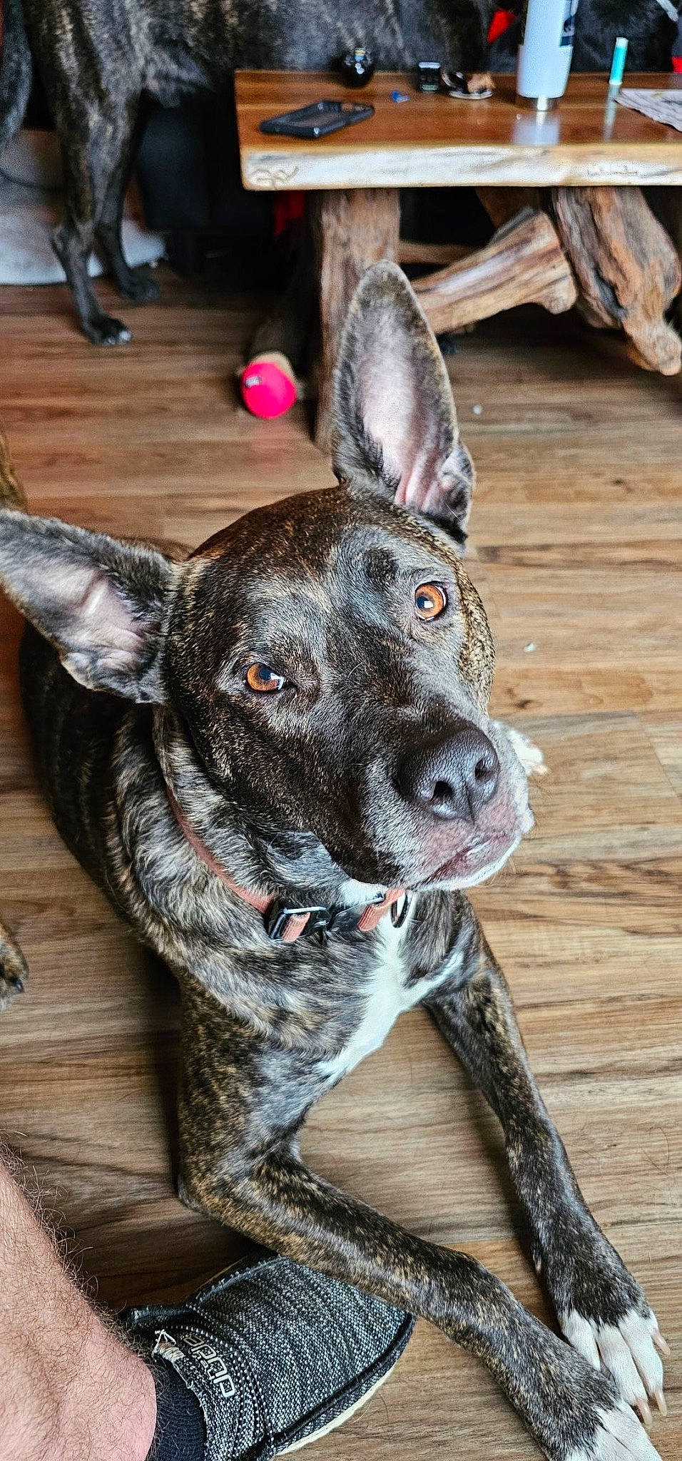 Juno is registered to the contest to win money with this photo: canidae, carnivore, collar, companion_dog, dog, dog_breed, dog_collar, fawn, fur, guard_dog, hardwood, non_sporting_group, party_supply, pattern, snout, sporting_group, tableware, whiskers, wood, working_animal