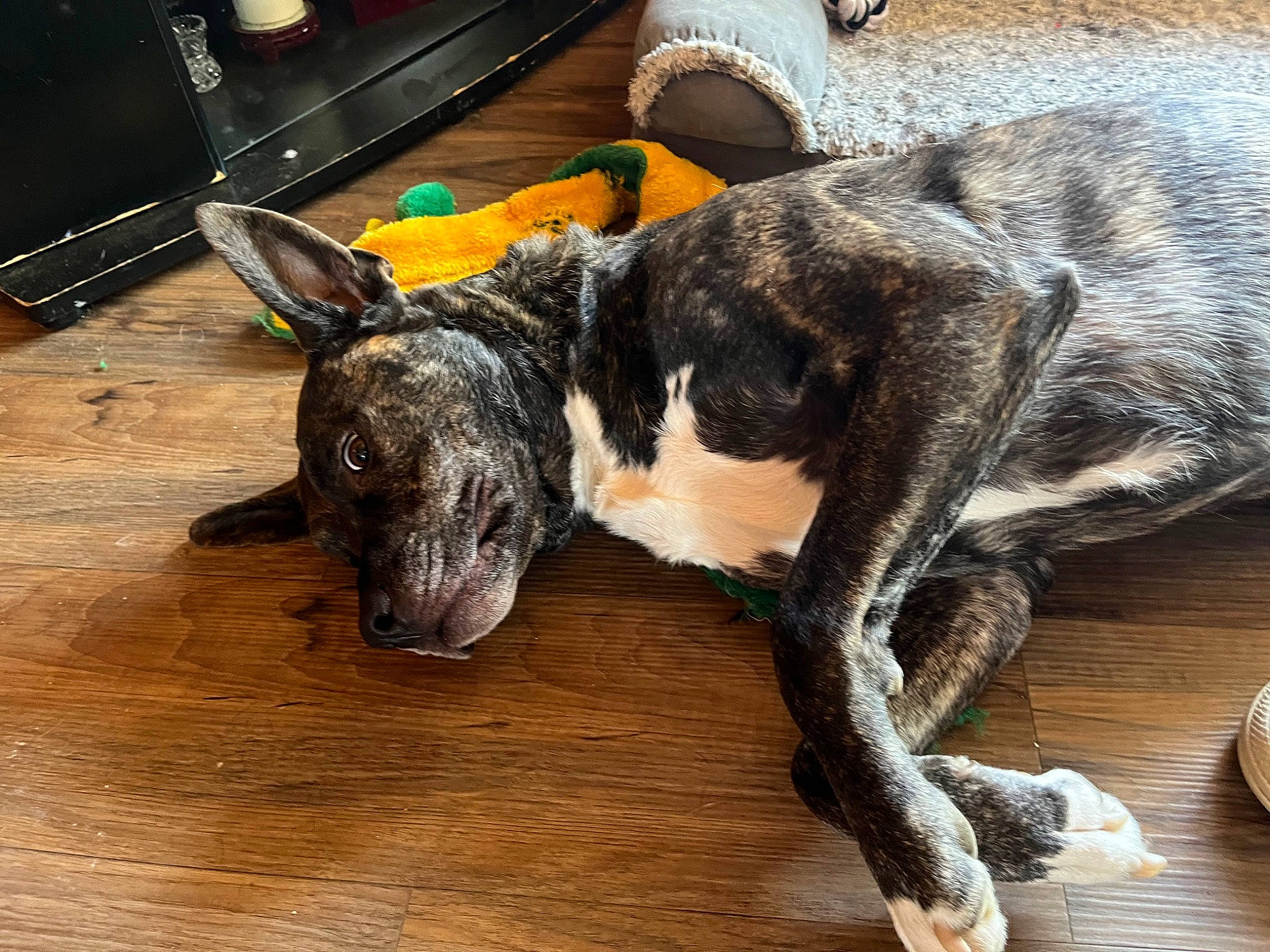 Juno is registered to the contest to win money with this photo: canidae, carnivore, collar, companion_dog, dog, dog_breed, fawn, great_dane, guard_dog, hardwood, home_appliance, kitchen_appliance, kitchen_utensil, snout, sporting_group, tail, terrestrial_animal, wood, working_animal, working_dog