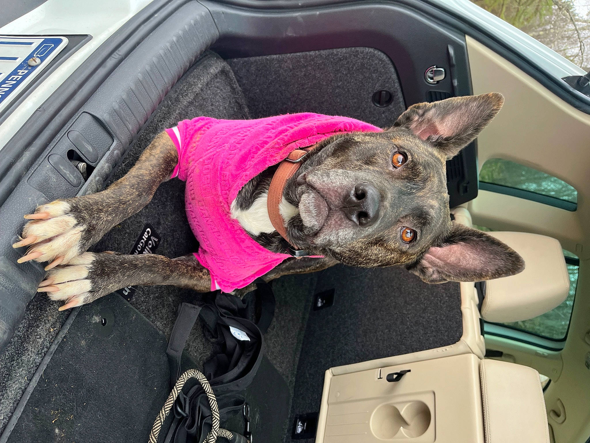 Juno joined the competition — help win amazing prizes! auto_part, automotive_exterior, automotive_window_part, bumper, car, car_seat, carnivore, collar, dog, dog_breed, family_car, fawn, hood, motor_vehicle, snout, sporting_group, trunk, vehicle, vehicle_door, windshield