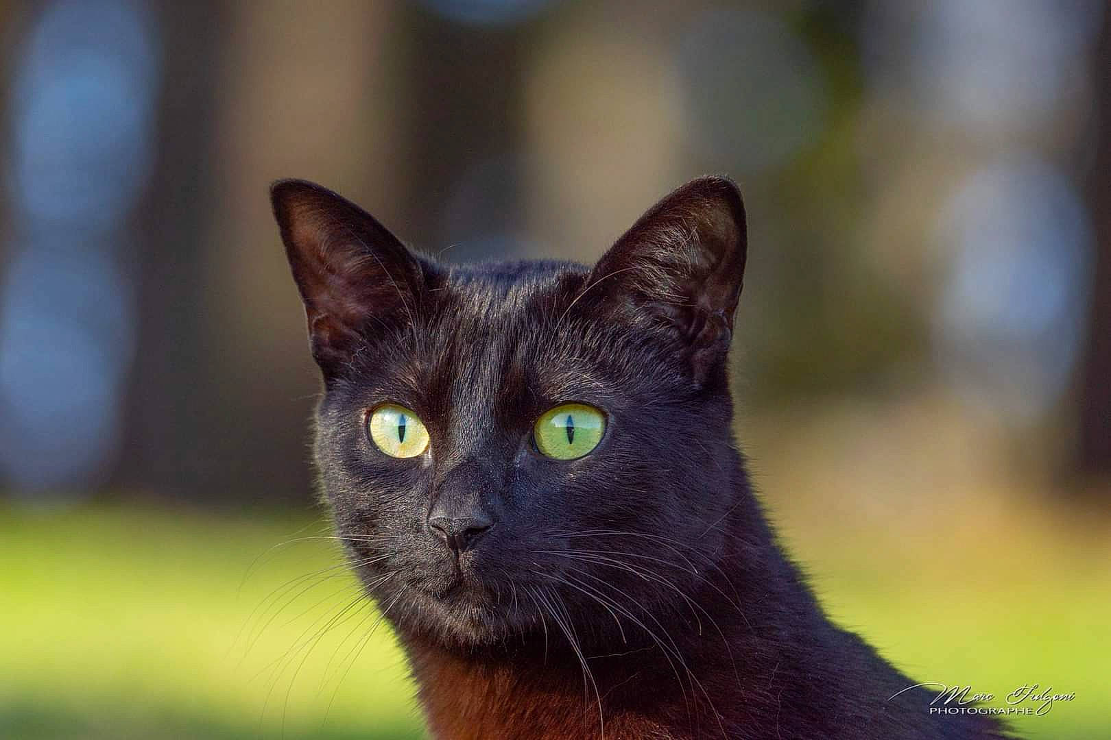 Jungle a rejoint le concours — aidez-le/la à gagner de superbes lots ! carnivore, cat, close_up, domestic_short_haired_cat, felidae, fur, grass, plant, small_to_medium_sized_cats, terrestrial_animal, tree, whiskers, wildlife