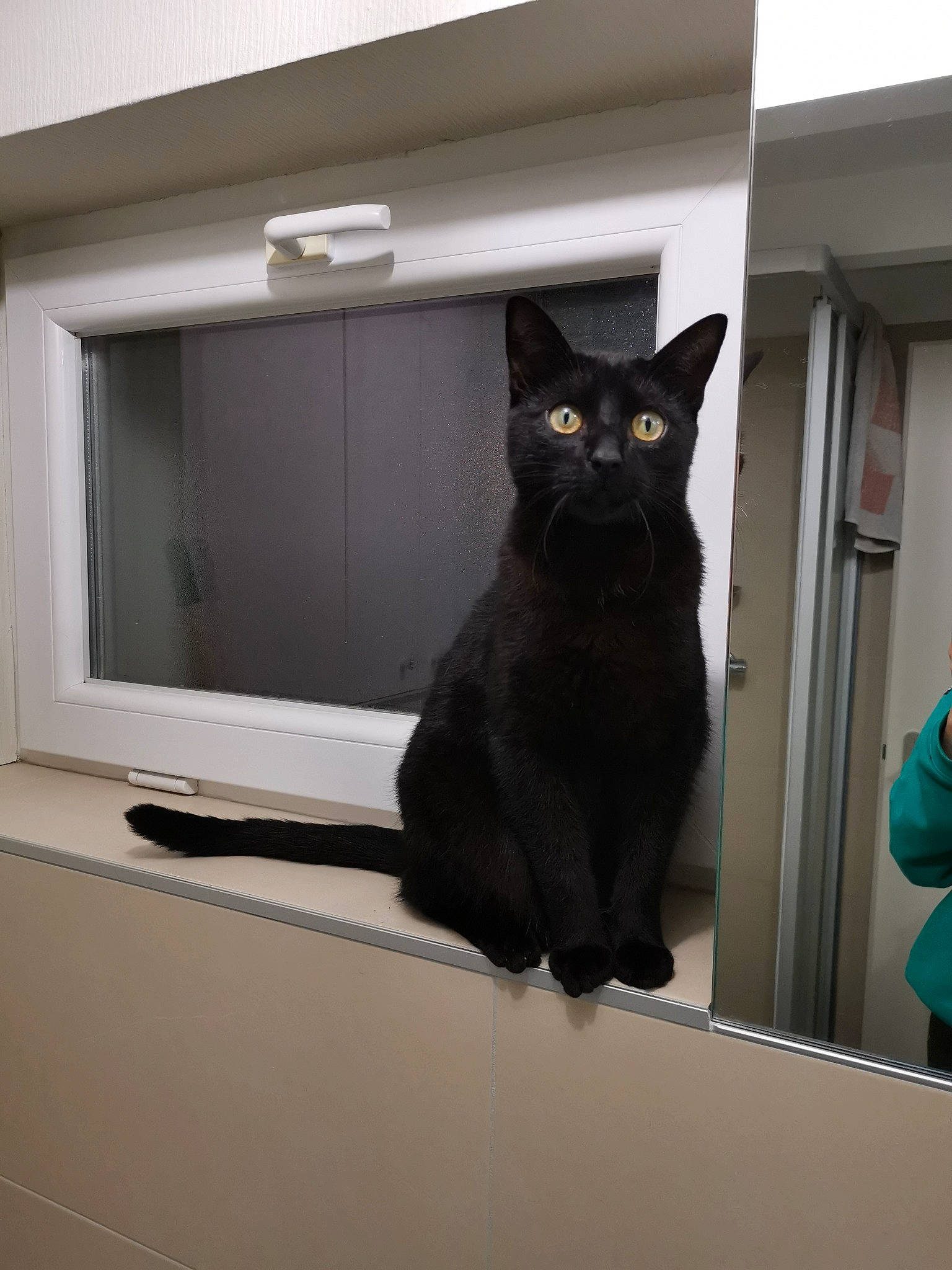 Jungle participe au concours pour gagner de l'argent avec cette photo : black_cat, bombay, carnivore, cat, domestic_short_haired_cat, door, felidae, fixture, floor, fur, grey, home_door, interior_design, room, small_to_medium_sized_cats, snout, stairs, tail, whiskers, window