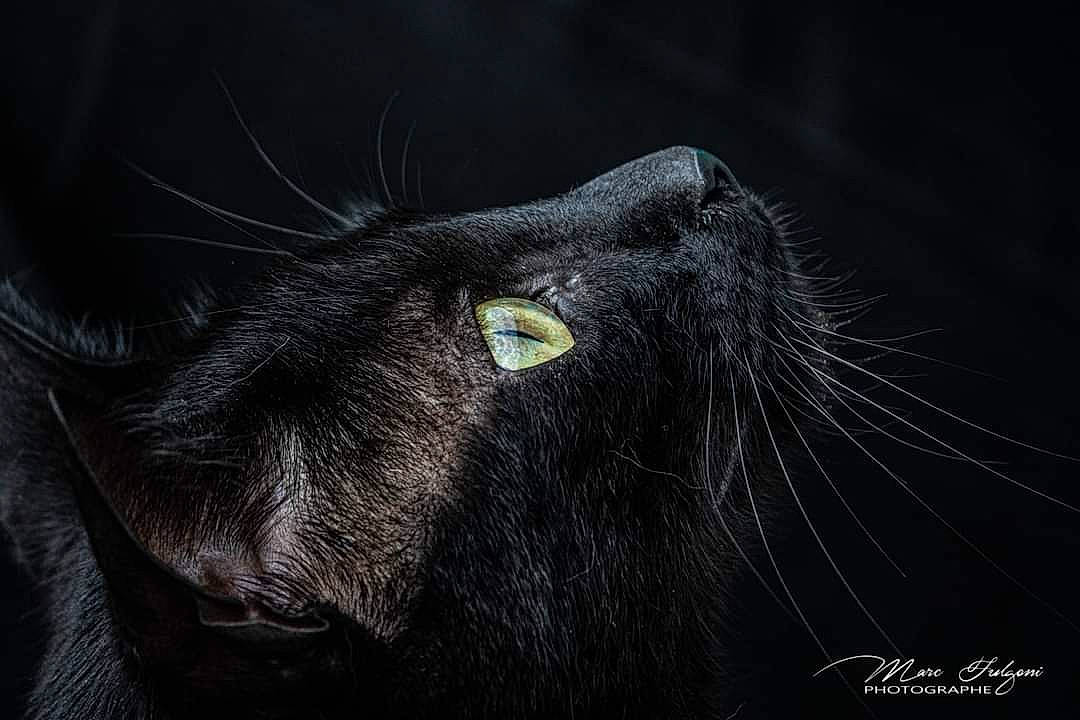 Jungle a rejoint le concours — aidez-le/la à gagner de superbes lots ! black_cat, carnivore, cat, darkness, dog_breed, domestic_short_haired_cat, electric_blue, felidae, font, fur, grass, macro_photography, small_to_medium_sized_cats, snout, sporting_group, terrestrial_animal, whiskers, wildlife, working_animal