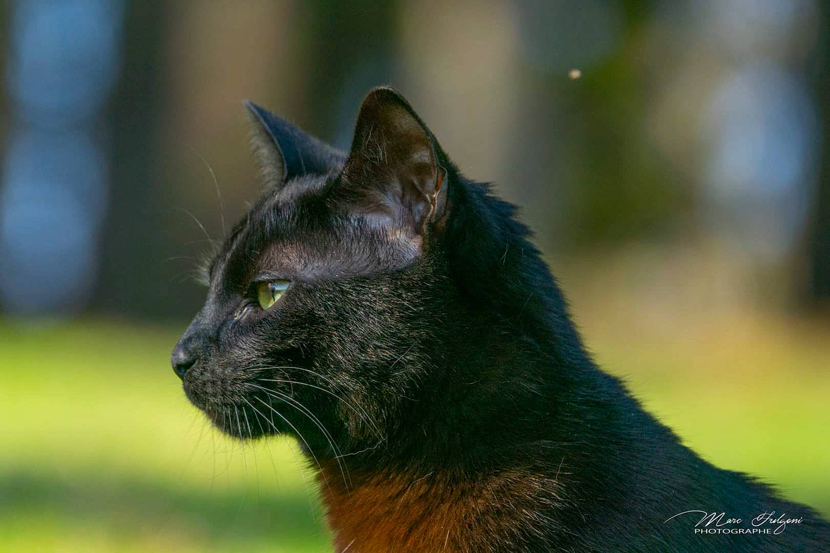 Jungle a rejoint le concours — aidez-le/la à gagner de superbes lots ! black_cat, bombay, carnivore, cat, domestic_short_haired_cat, eye, felidae, fur, grass, plant, sitting, small_to_medium_sized_cats, tail, terrestrial_animal, tree, whiskers, wildlife