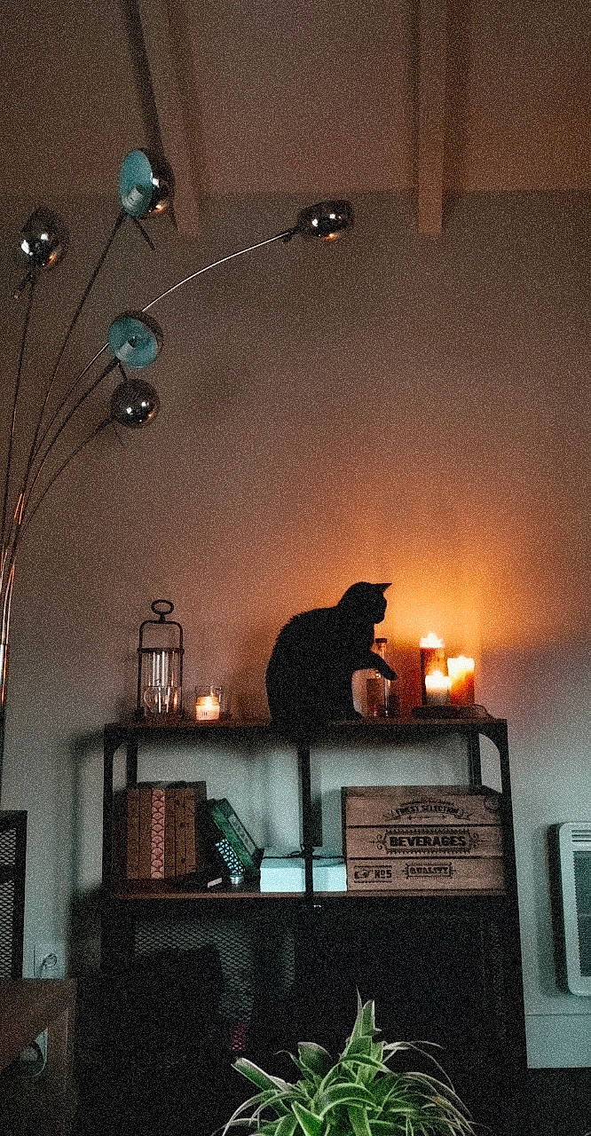 Jungle a rejoint le concours — aidez-le/la à gagner de superbes lots ! carnivore, cat, ceiling, darkness, felidae, flooring, grey, hardwood, houseplant, interior_design, lamp, picture_frame, plant, shelving, small_to_medium_sized_cats, table, tail, tints_and_shades, wall, wood