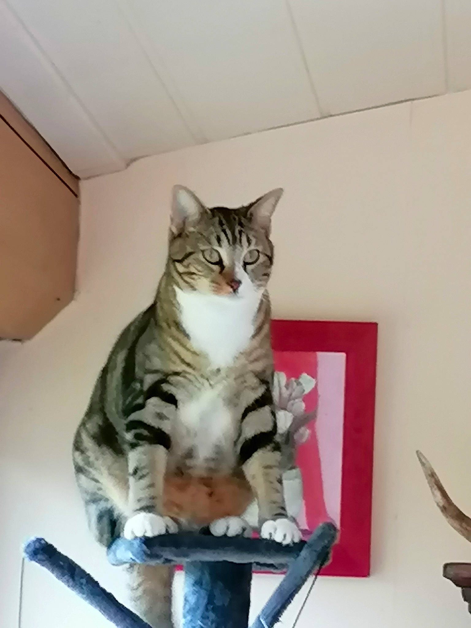 Grisou a rejoint le concours — aidez-le/la à gagner de superbes lots ! carnivore, cat, comfort, domestic_short_haired_cat, felidae, fur, kitchen_utensil, paw, small_to_medium_sized_cats, tail, whiskers