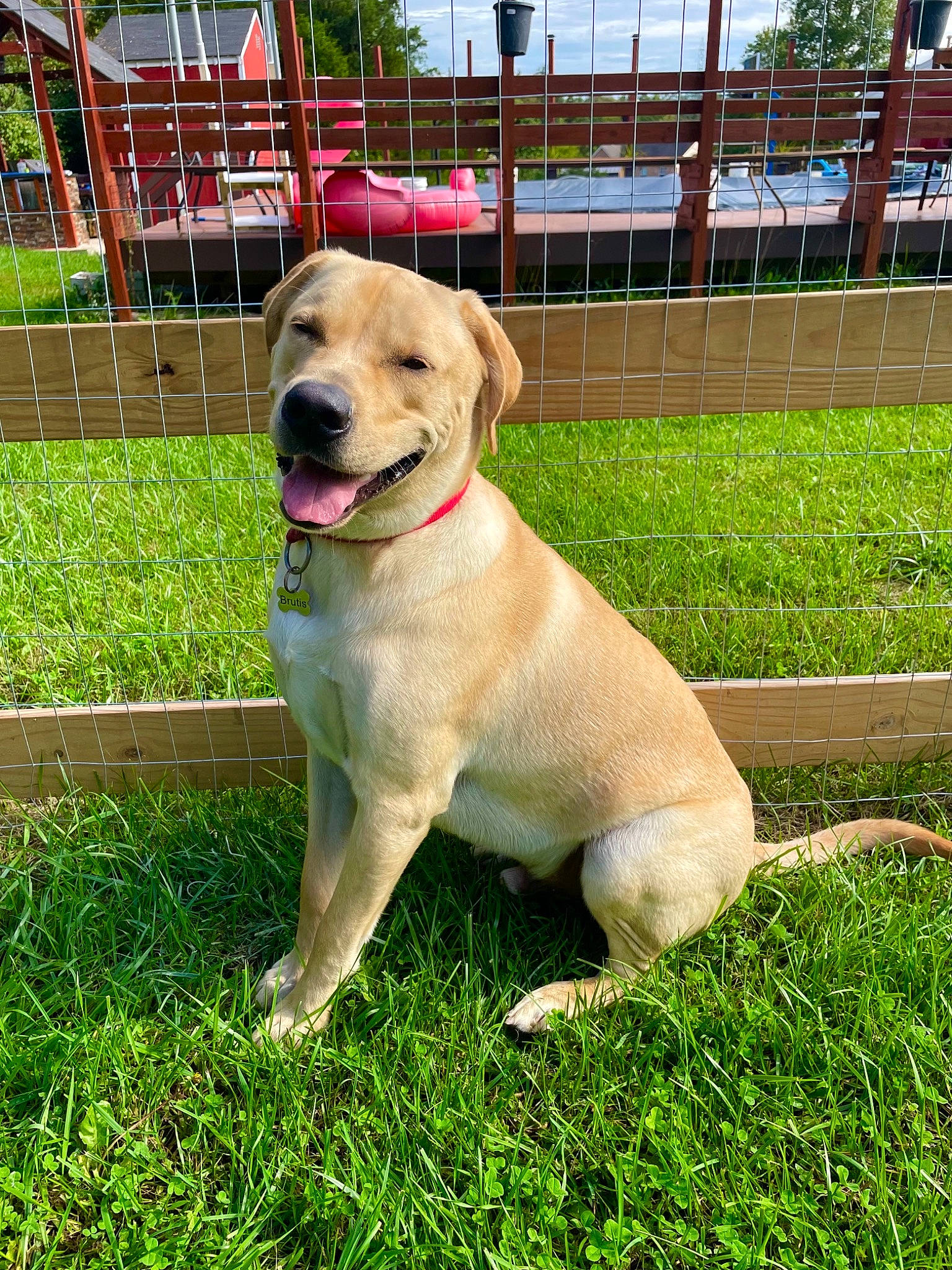 Brutis joined the competition — help win amazing prizes! canidae, carnivore, collar, companion_dog, dog, dog_breed, dog_collar, fawn, fence, grass, gun_dog, home_fencing, labrador_retriever, pet_supply, plant, retriever, sky, snout, tail, tree