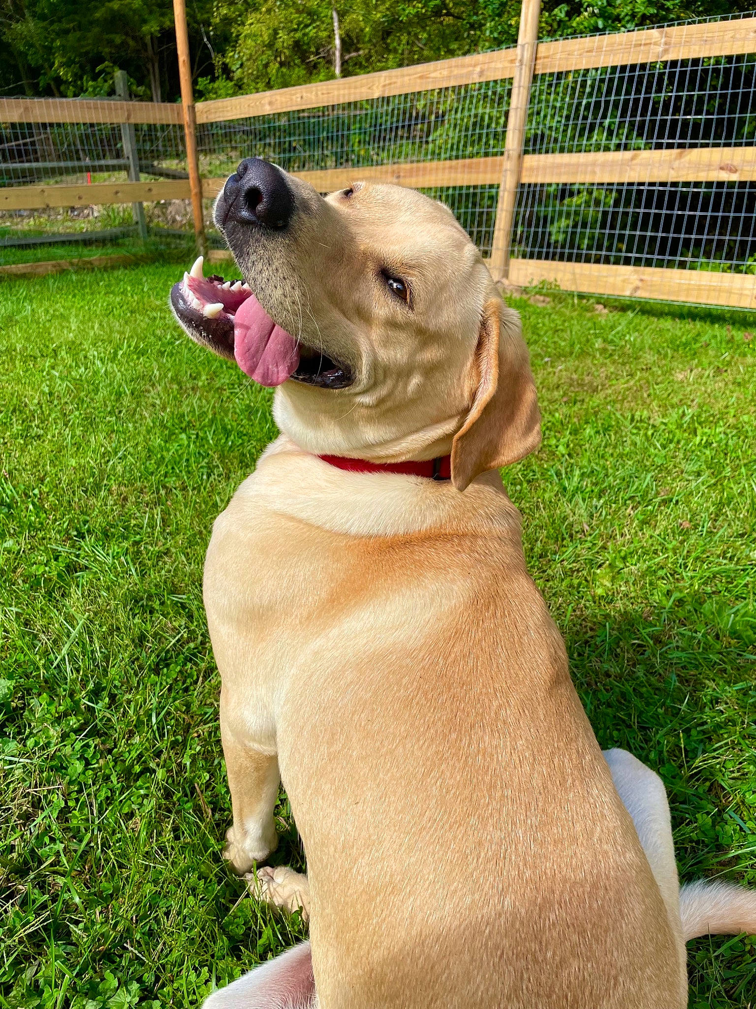 Brutis is registered to the contest to win money with this photo: carnivore, collar, companion_dog, dog, dog_breed, dog_collar, dog_supply, fawn, fence, grass, gun_dog, liver, mesh, pet_supply, plant, snout, sporting_group, tail, wire_fencing, working_animal