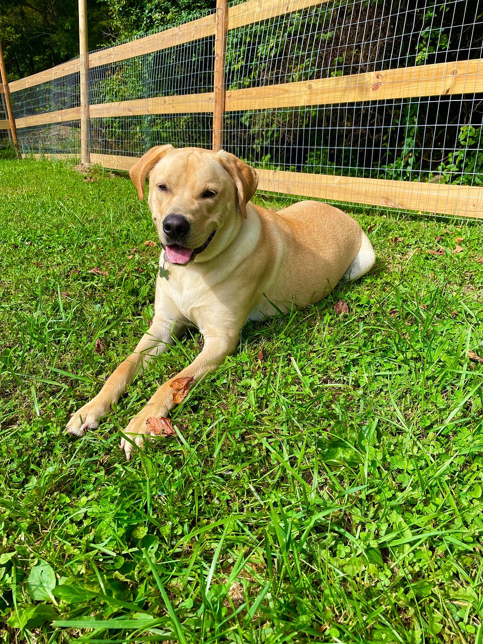 Brutis joined the competition — help win amazing prizes! canidae, carnivore, collar, companion_dog, dog, dog_breed, dog_supply, fence, garden, grass, gun_dog, labrador_retriever, lawn, mesh, pet_supply, plant, snout, tail, wire_fencing, working_animal