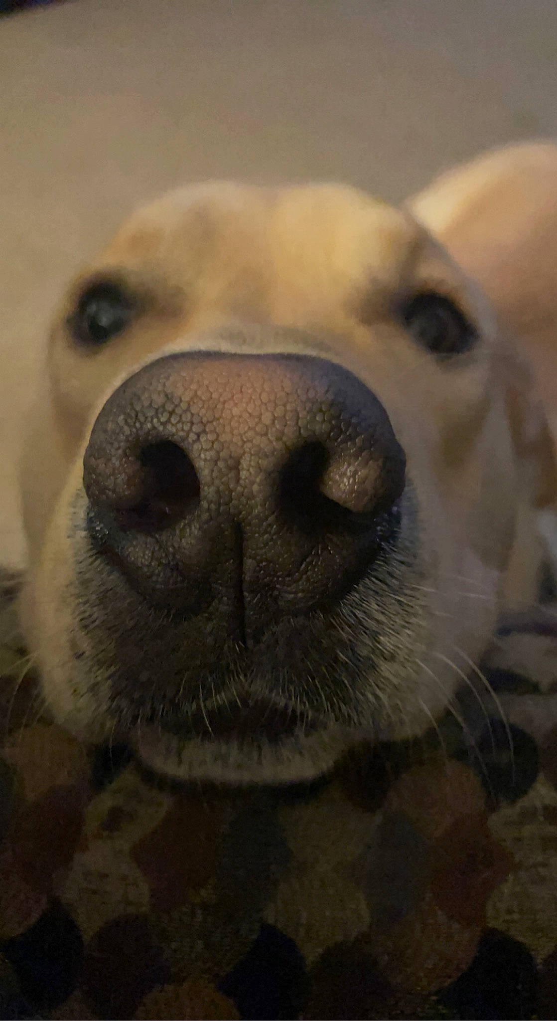 Brutis is registered to the contest to win money with this photo: canidae, carnivore, close_up, companion_dog, dog, dog_breed, ear, eye, fawn, fur, head, jaw, monochrome, monochrome_photography, nose, snout, sporting_group, terrestrial_animal, whiskers, working_animal