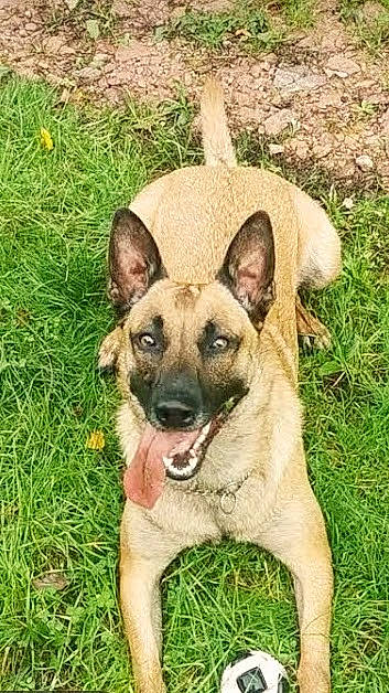 Gus a rejoint le concours — aidez-le/la à gagner de superbes lots ! biting, canidae, carnivore, companion_dog, dog, dog_breed, eye, fawn, grass, herding_dog, jaw, snout, sporting_group, terrestrial_animal, wildlife, working_animal, working_dog