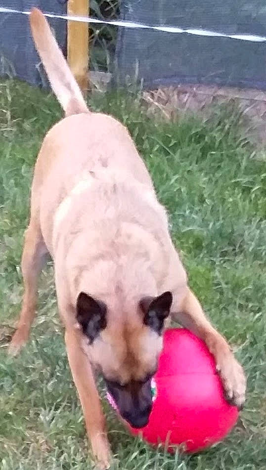 Gus participe au concours pour gagner de l'argent avec cette photo : canidae, carnivore, companion_dog, dog, dog_breed, dog_supply, fawn, grass, non_sporting_group, paw, pet_supply, plant, snout, sporting_group, tail, terrestrial_animal, working_animal, working_dog