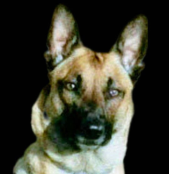 Gus participe au concours pour gagner de l'argent avec cette photo : ancient_dog_breeds, canidae, carnivore, collar, companion_dog, dog, dog_breed, dog_collar, ear, eye, fawn, fur, german_shepherd_dog, guard_dog, snout, sporting_group, terrestrial_animal, whiskers, working_animal, working_dog