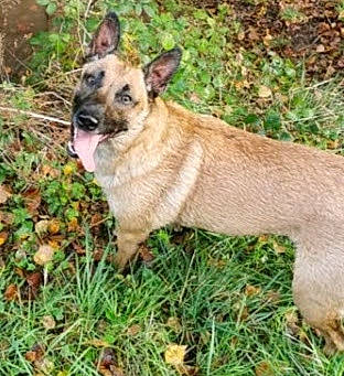 Gus a rejoint le concours — aidez-le/la à gagner de superbes lots ! carnivore, collar, companion_dog, dog, dog_breed, fawn, german_shepherd_dog, grass, herding_dog, plant, tail, terrestrial_animal, wildlife, working_animal, working_dog