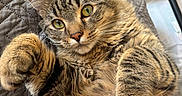 Sonic joined the competition — help win amazing prizes! cat, tabby_cat, pet, animal, fur, paw, hand, indoor, quilted_blanket, closeup, green_eyes, whiskers, cute, relaxed, cozy, wooden_floor, furniture, domestic, curious, soft