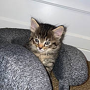 Sonic joined the competition — help win amazing prizes! kitten, cat, tabby, fur, pet, animal, indoor, travel_pillow, gray, curious, cute, small, soft, resting, carpet, feline, young, ears, whiskers, domestic