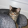 kitten, cat, tabby, fur, pet, animal, indoor, travel_pillow, gray, curious, cute, small, soft, resting, carpet, feline, young, ears, whiskers, domestic
