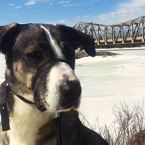 Rolo joined the competition — help win amazing prizes! canidae, carnivore, cloud, collar, companion_dog, dog, dog_breed, dog_collar, fawn, giant_dog_breed, horizon, landscape, pet_supply, plant, sky, water, whiskers, window, working_animal, working_dog