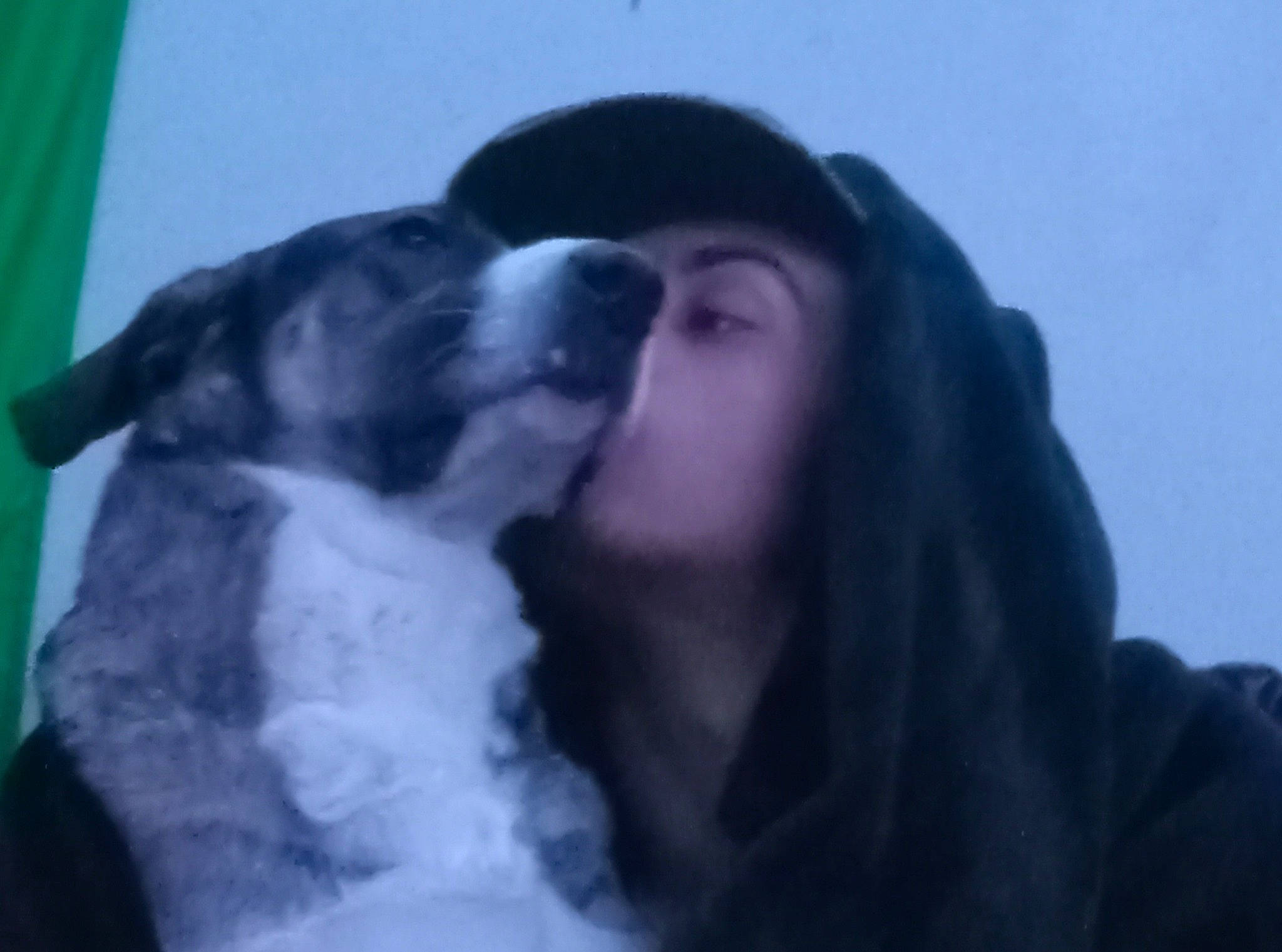 Rolo joined the competition — help win amazing prizes! bored, canidae, carnivore, comfort, companion_dog, dog, dog_breed, fur, gesture, guard_dog, happy, kiss, non_sporting_group, sporting_group, working_animal, working_dog